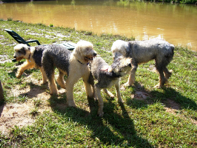 /images/events/4/Sheepie Water Fun.JPG